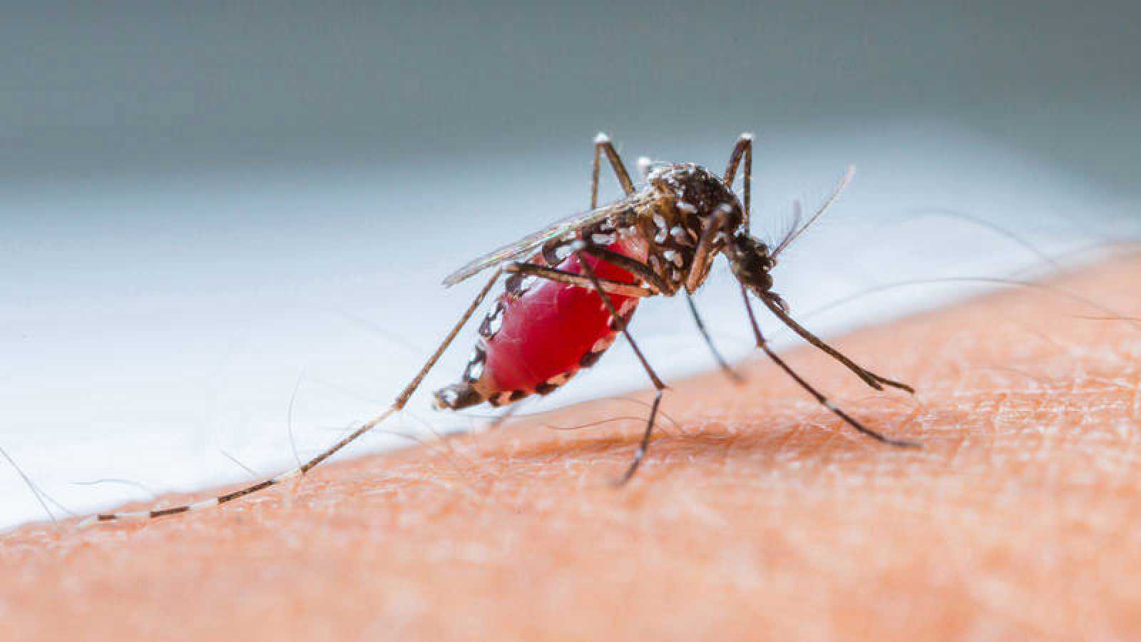 Dengue: la fiebre rompehuesos